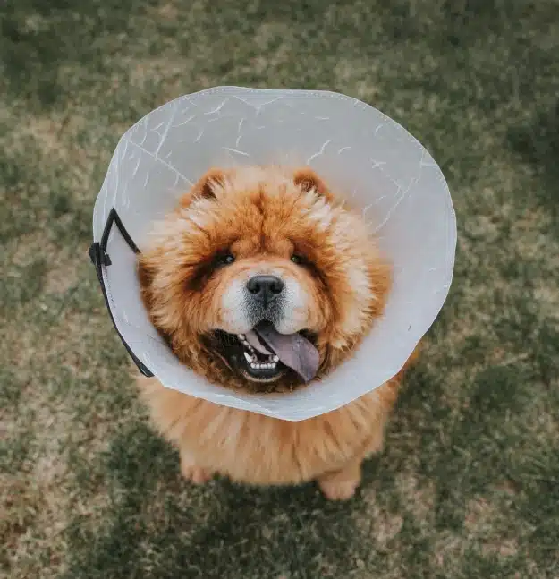 Fluffy dog wearing recovery cone
