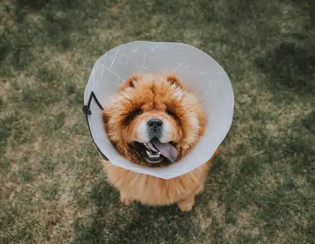 Fluffy Chow Chow wearing a protective cone collar, sitting on grass outdoors.