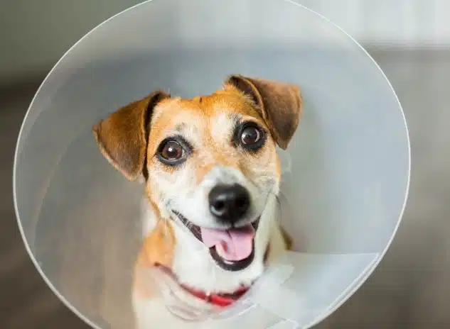 Small dog wearing a clear protective cone collar, looking up with a cheerful expression