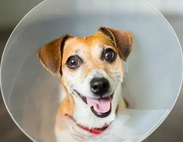 Small dog wearing a protective cone recovering after a surgical procedure