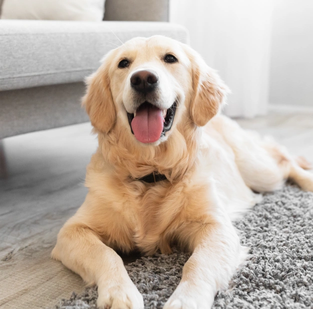 We Have a Plan for Your Pet!