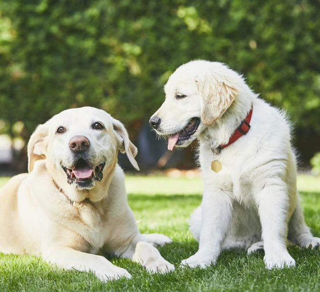 We Have a Plan for Your Pet!