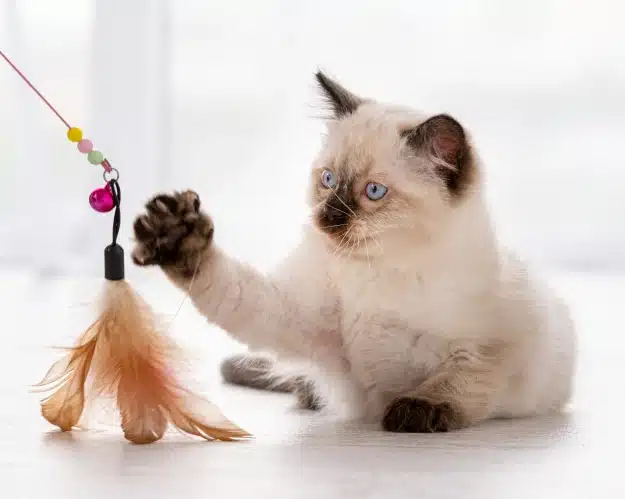 Cream and brown kitten with blue eyes reaching a paw up to play with a feather wand toy