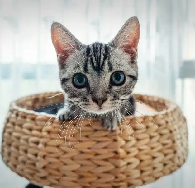 Cream-colored cat wearing round glasses and a striped outfit, sitting attentively