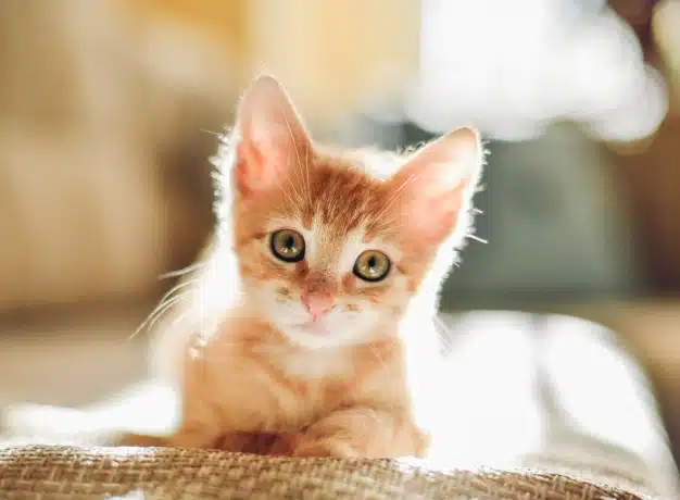 Orange kitten sitting on a woven surface