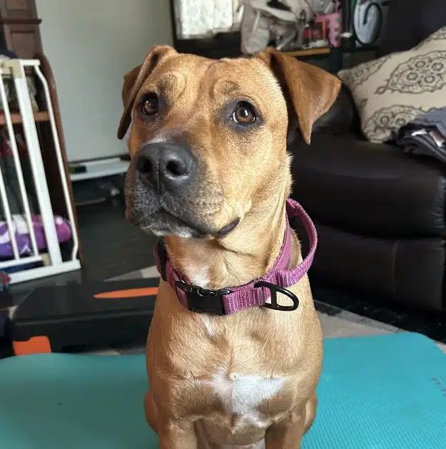 Dog sitting attentively indoors alert