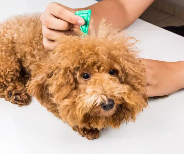 Applying flea and tick treatment