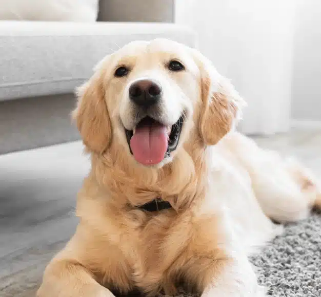 Happy golden retriever lying on the floor at home during a wellness check
