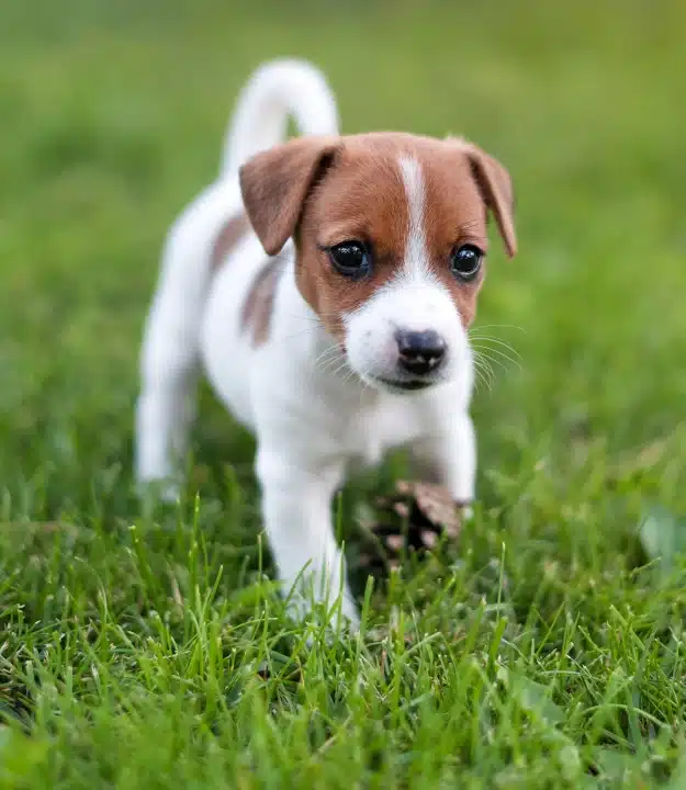 Puppy walking through green grass