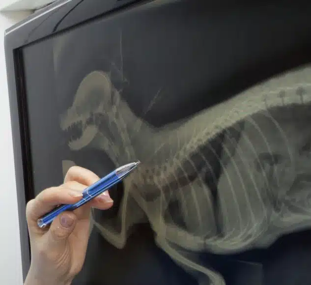 Pointing pen at dog x-ray