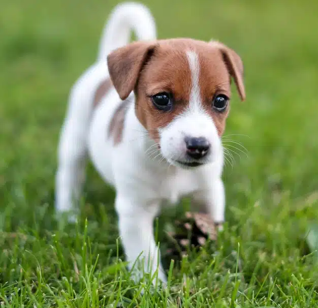 Jack Russell Terrier puppy playing on green grass outdoors