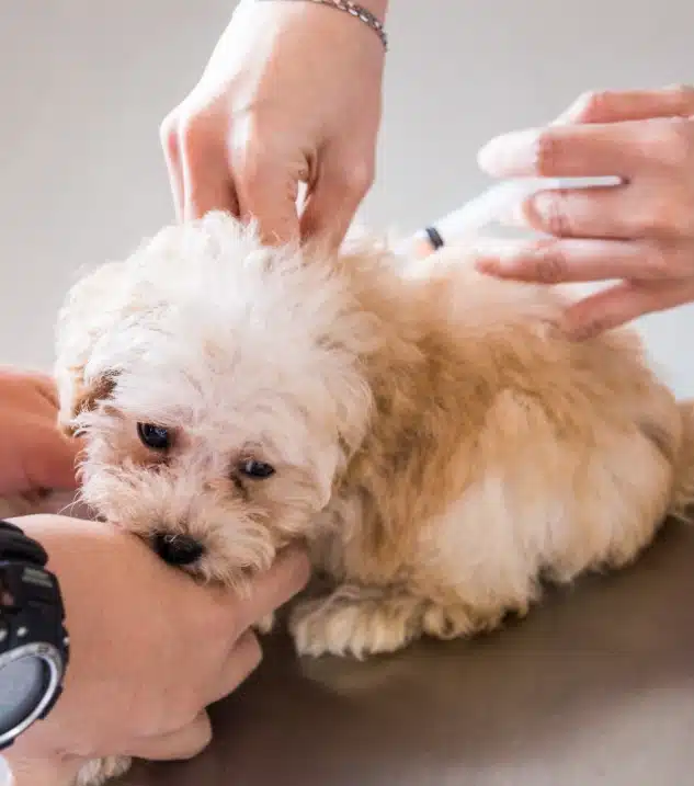Puppy receiving vaccination from vet