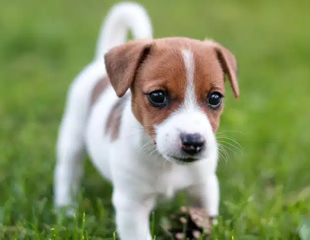 Jack Russell puppy standing outside on the grass