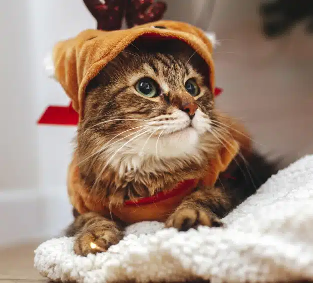 Tabby cat in reindeer costume