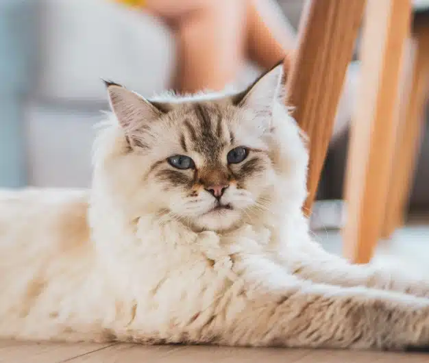 Fluffy senior cat with a gray and white coat lying on the floor