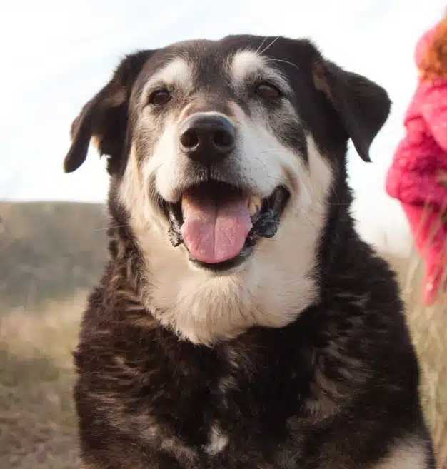 Close-up of a graying senior dog with a happy expression, tongue out, sitting outdoors in a grassy field