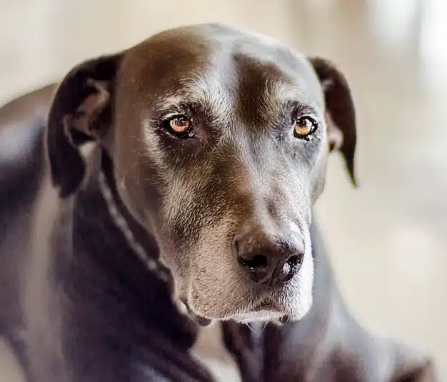 Close-up of an older dog's face with a graying muzzle
