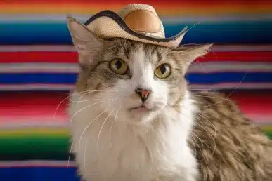 Tabby and white cat wearing a small brown cowboy hat against a colorful striped blanket background