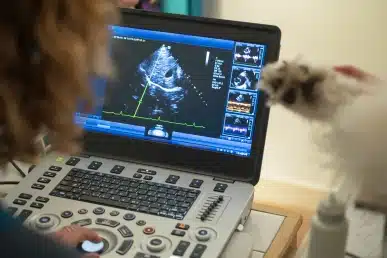 Veterinary ultrasound machine screen showing a scan, with a cat visible in the background.
