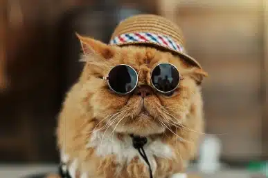 Orange cat wearing a straw hat and round sunglasses.