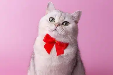 White cat wearing a red bow tie against a pink background.
