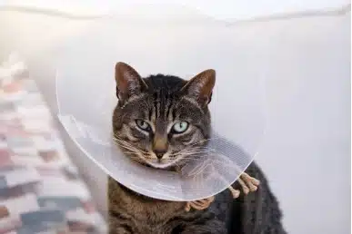 Tabby cat wearing a clear plastic Elizabethan recovery cone after a veterinary procedure