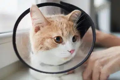 Orange and white kitten wearing a protective cone collar by a window.