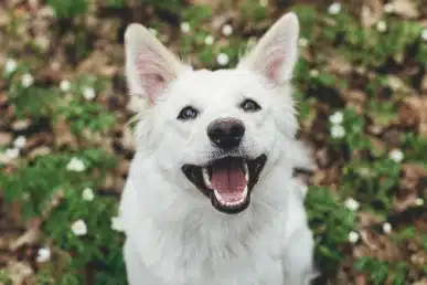 Happy white dog smiling outdoors