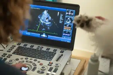 Vet reviewing pet ultrasound screen