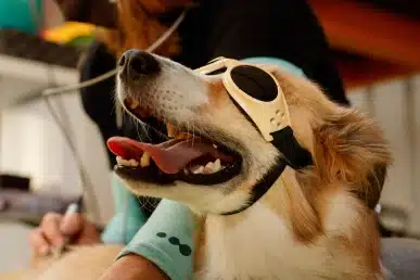 Dog wearing laser therapy goggles