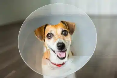 Smiling dog wearing recovery cone