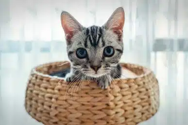 Gray and white kitten with blue eyes sitting inside a woven wicker basket