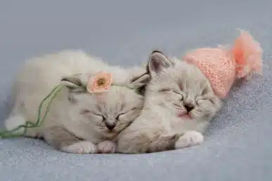Two sleepy kittens wearing tiny knit hats, cuddled together.