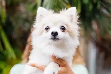 Fluffy white dog held outdoors