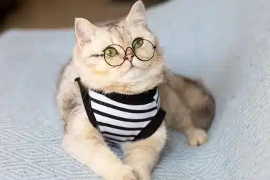 Cream-colored cat wearing round glasses and a striped bandana, lying on a light blue blanket