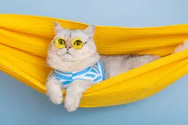 White cat wearing yellow sunglasses and a striped outfit, lounging in a yellow hammock