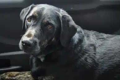 Close-up of senior black dog