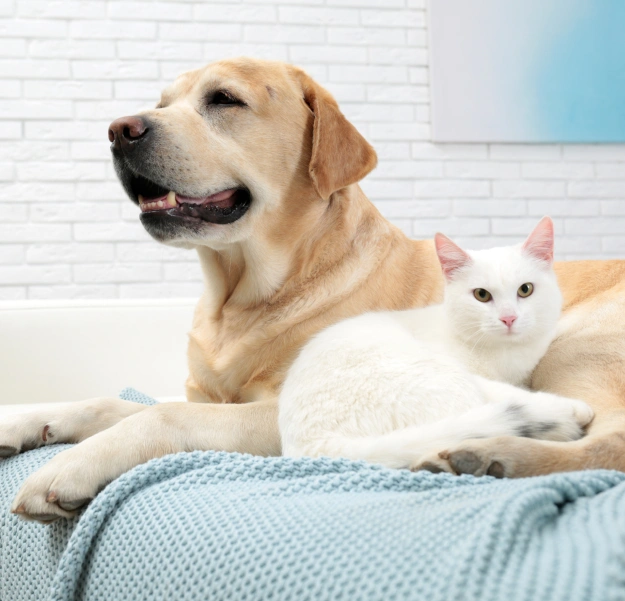 We Have a Plan for Your Pet!