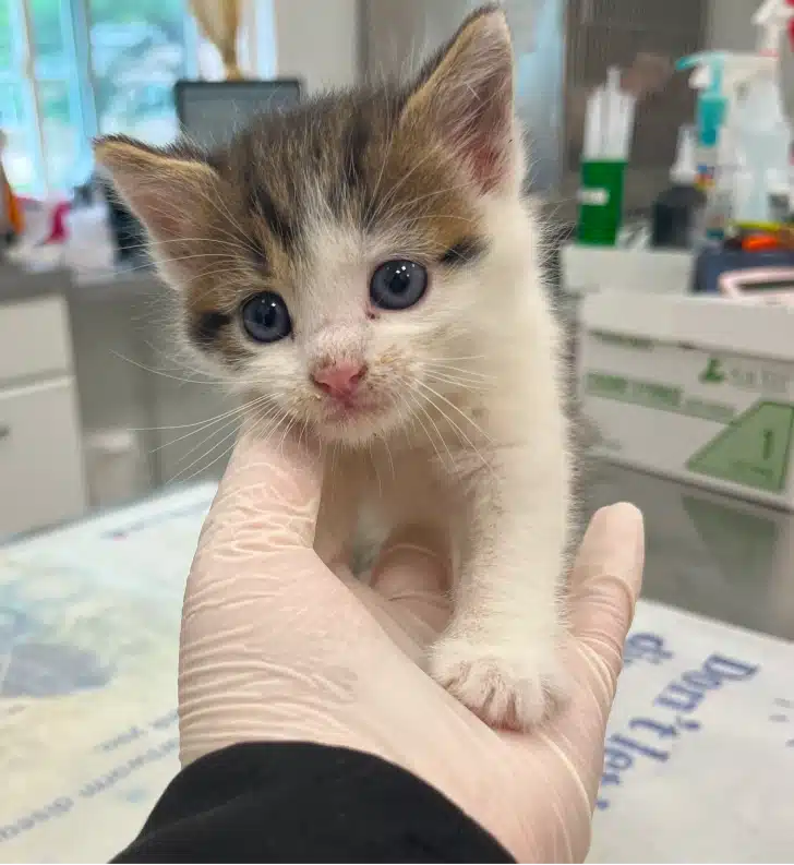 Cat receiving personalized veterinary care in a comfortable, welcoming environment