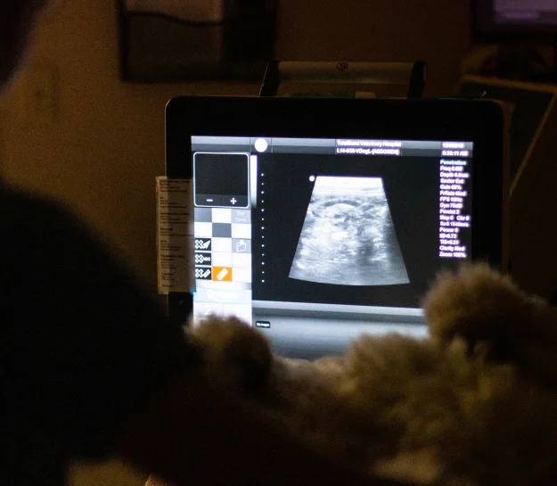 Advanced Pet Diagnostics with Ultrasound